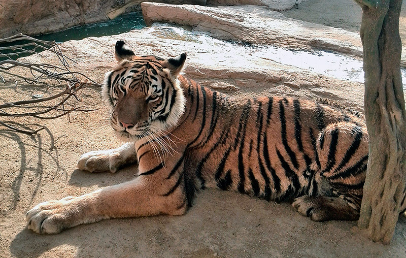 tigre-siberiano-macho-portada-oasys.jpg
