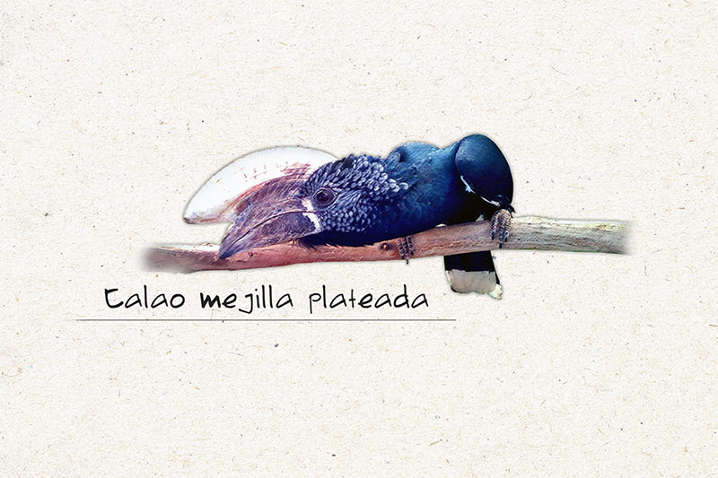 calao_principal-portada.jpg
