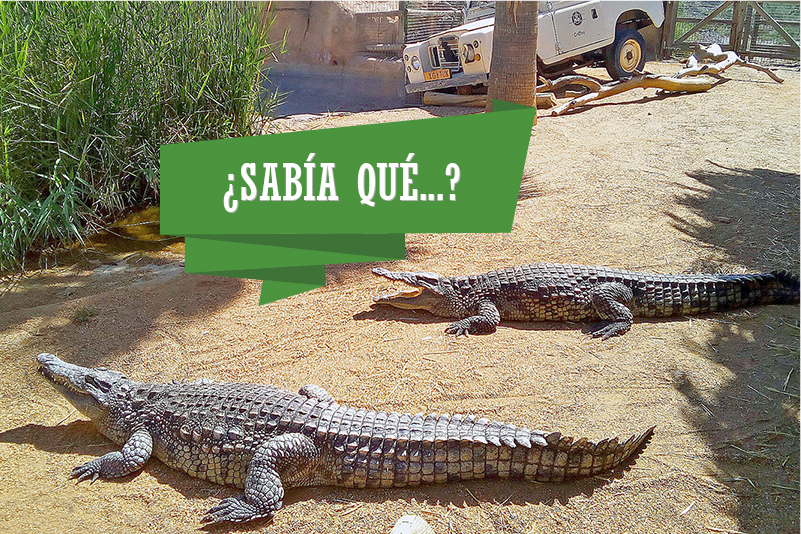 sabia_que_cocodrilo-800x534.jpg