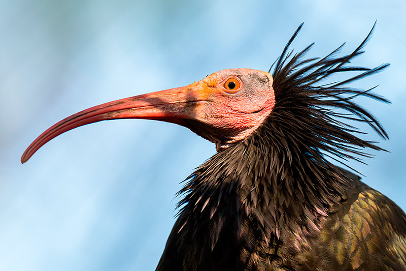 ibis1-800x533.jpg