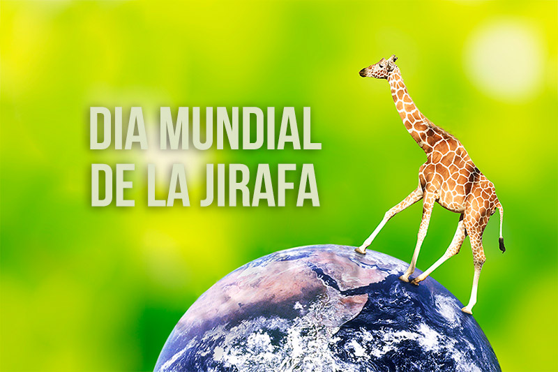 dia-mundial-jirafa-800x533.jpg