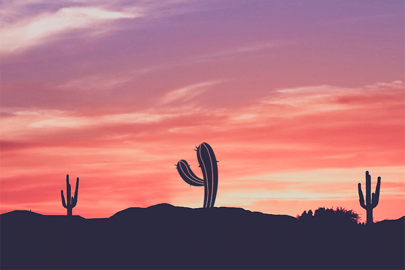 portada-jardin-cactus.jpg