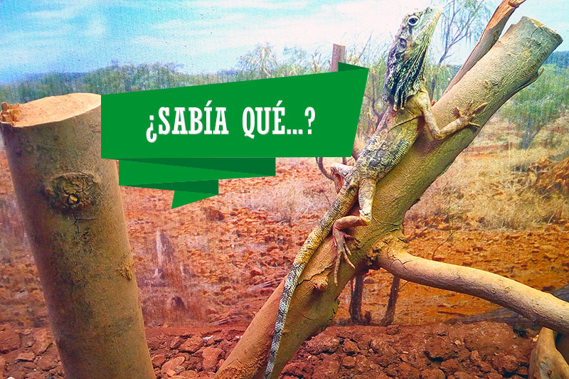 sabia-que800x533.jpg