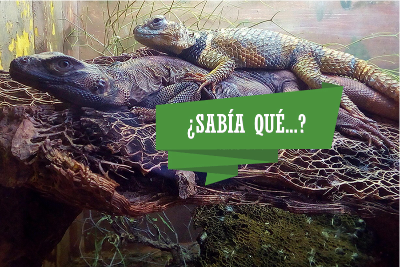 sabia_que_individual-04.jpg