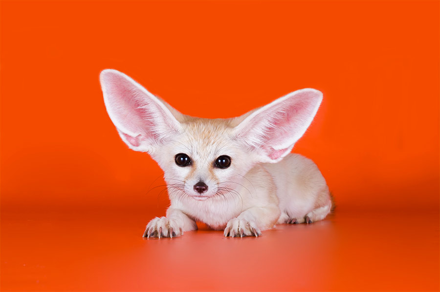 zorro-fennec-900x600.jpg
