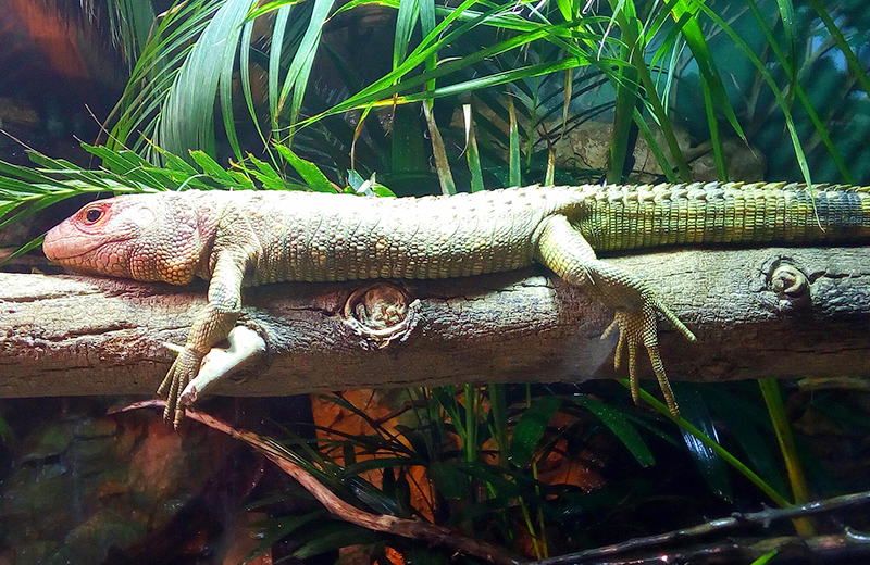 Portada-Lagarto-caiman.jpg