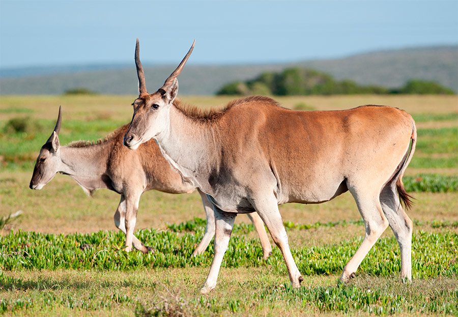 antilope-eland-portada.jpg