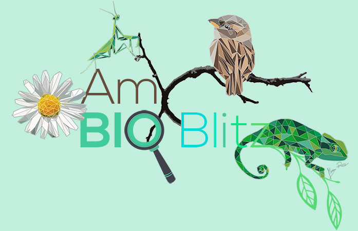 logo-ambioblitz-web.jpg