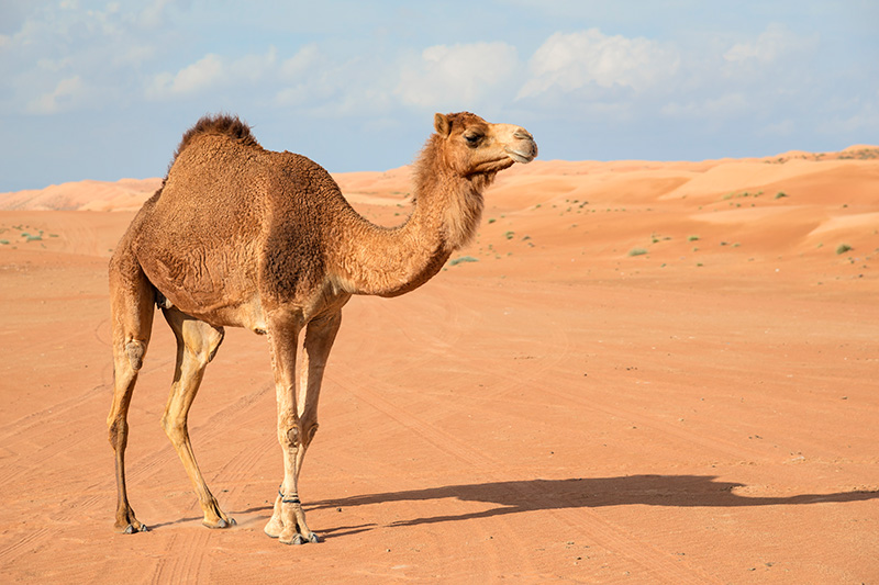 shutterstock_199591094.jpg