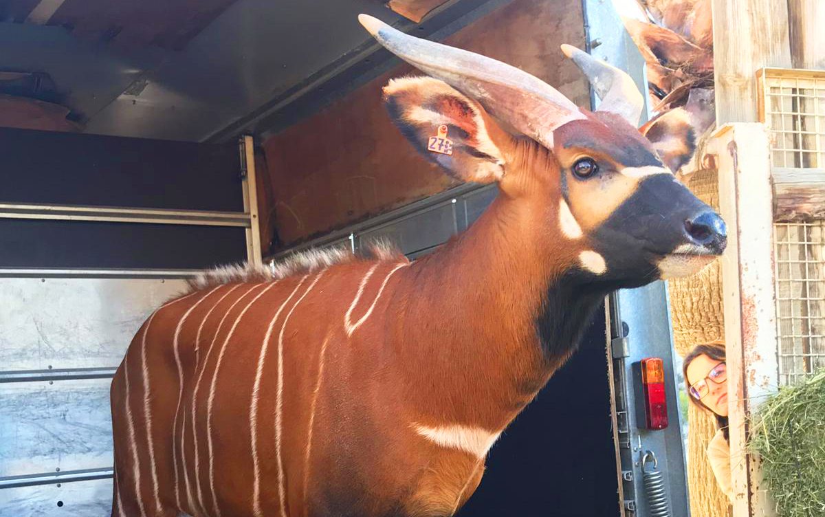 bongo3-1200x752.jpg