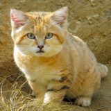 Gato del desierto