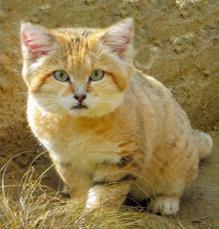 Gato del desierto