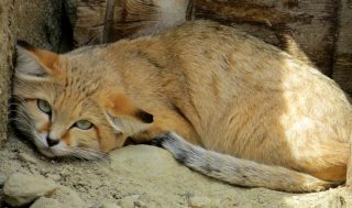 super cute cat