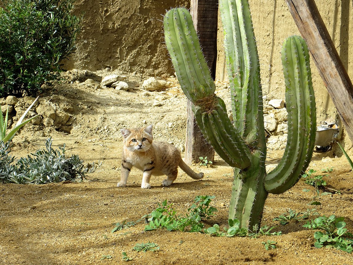 felis-margarita3-1200x900.jpg