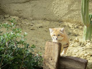 Gato de las arenas o gato del desierto