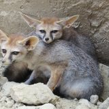Reserva zoológica Oasys Minihollywood