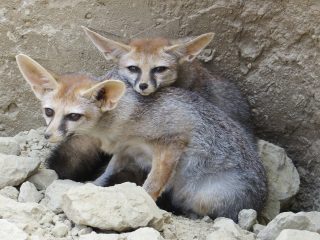 Reserva zoológica Oasys Minihollywood