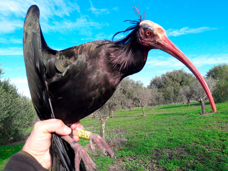 ibis-eremita-3.jpg