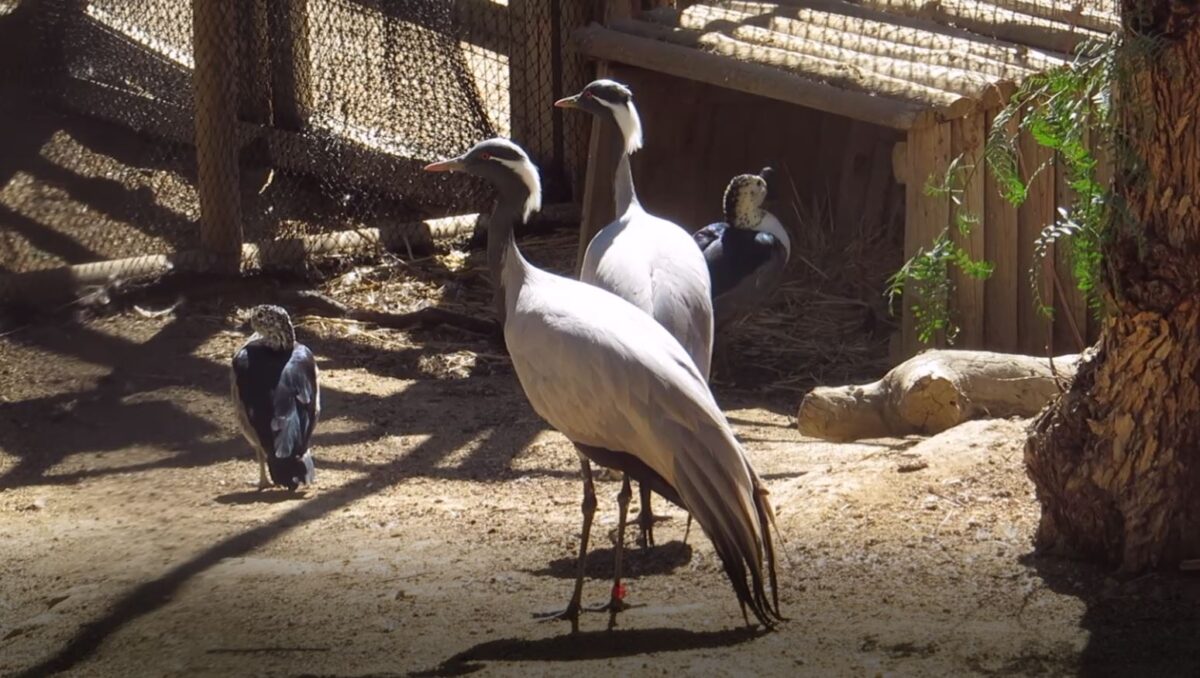 grulla-1200x678.jpg