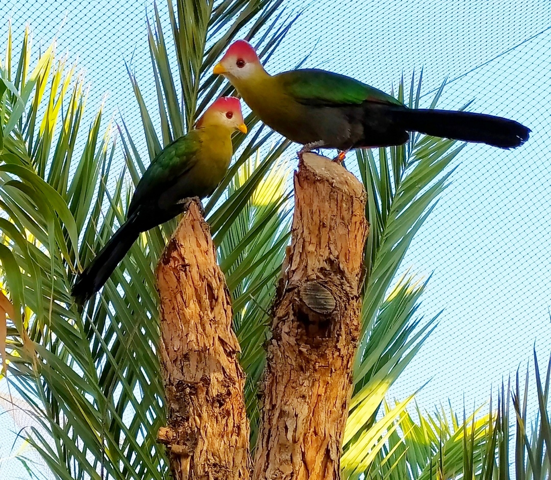 turacos-cresti-rojos.jpg